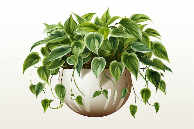 Pianta di pothos pianta d'appartamento rampicante in una pentola isolata su uno sfondo bianco illustrazione vettoriale