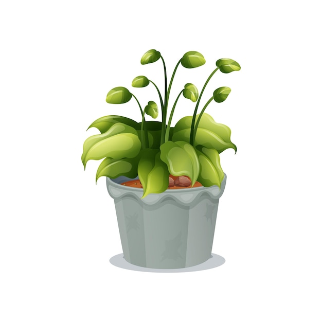 Potplant met groene bladeren