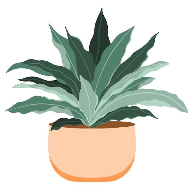 Potted bird nest fern illustration