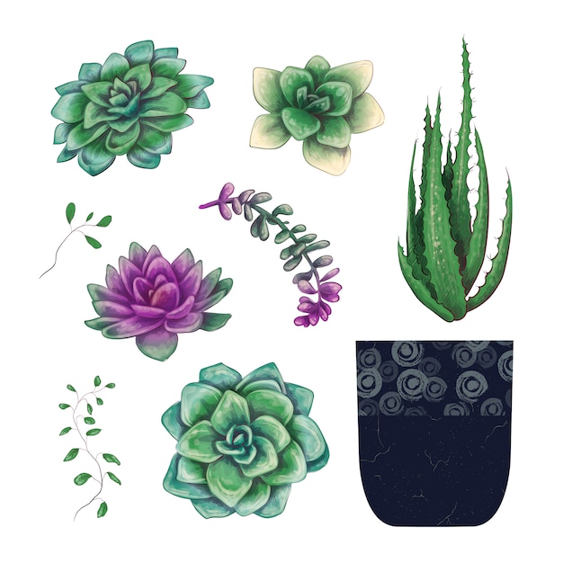 Potted cacti and succulents plants badge collection set.