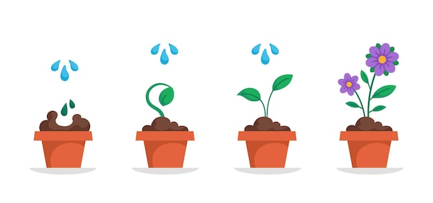 Vector potted flower growth cycle