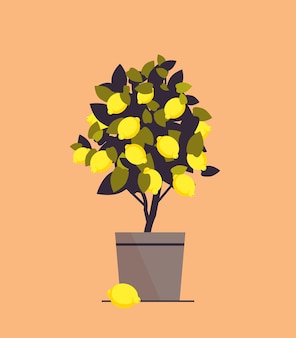 Pianta di limone in vaso che cresce albero da frutto in illustrazione vettoriale vaso