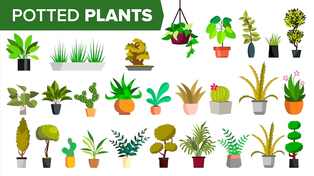 Potted Plants 