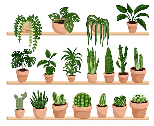 Potted succulent and cacti plants on shelves in a row postcard