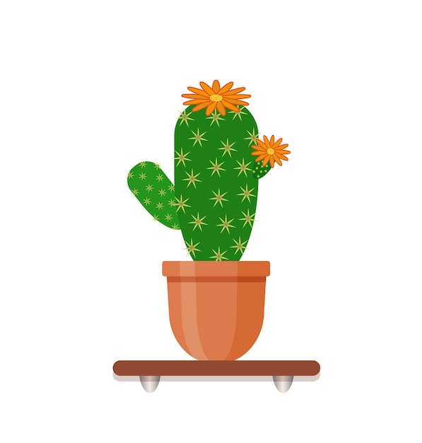 Potting cactus with flowers on shelf. Houseplant in pot. Interior gardening decor.  