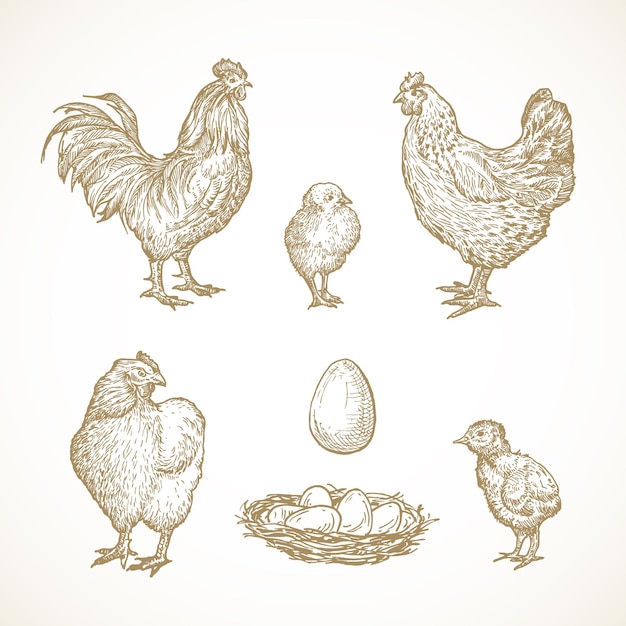 poultry birds sketches set hand drawn illustrations of rooster chickens chicks and eggs in a nest