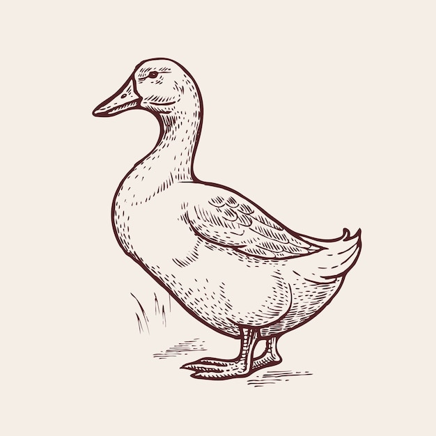 Vector poultry duck.