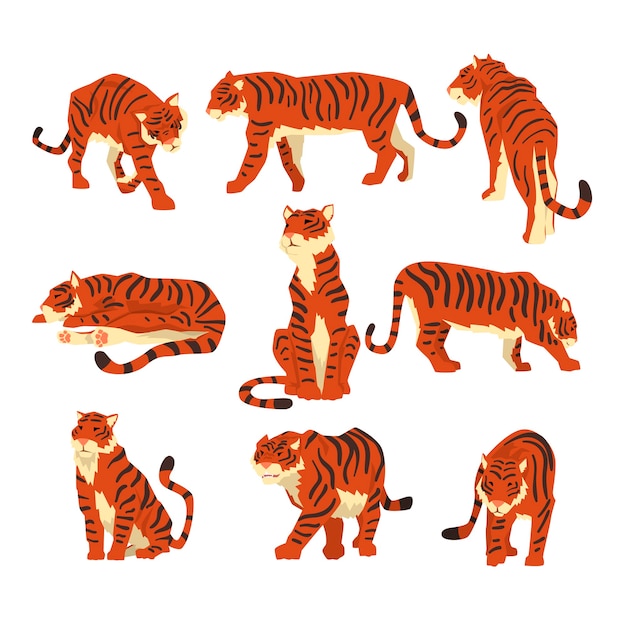 Powerful tiger in different actions set of cartoon illustrations isolated on a white background