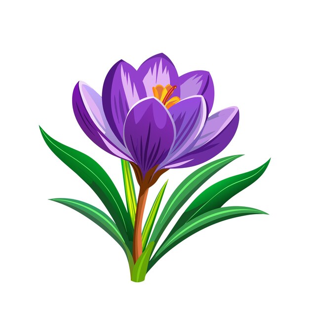 prachtige lente crocus bloem met groene bladeren op wit