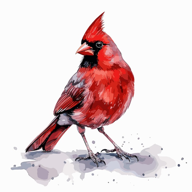 prachtige noordelijke kardinaalvogel aquarel verf illustratie