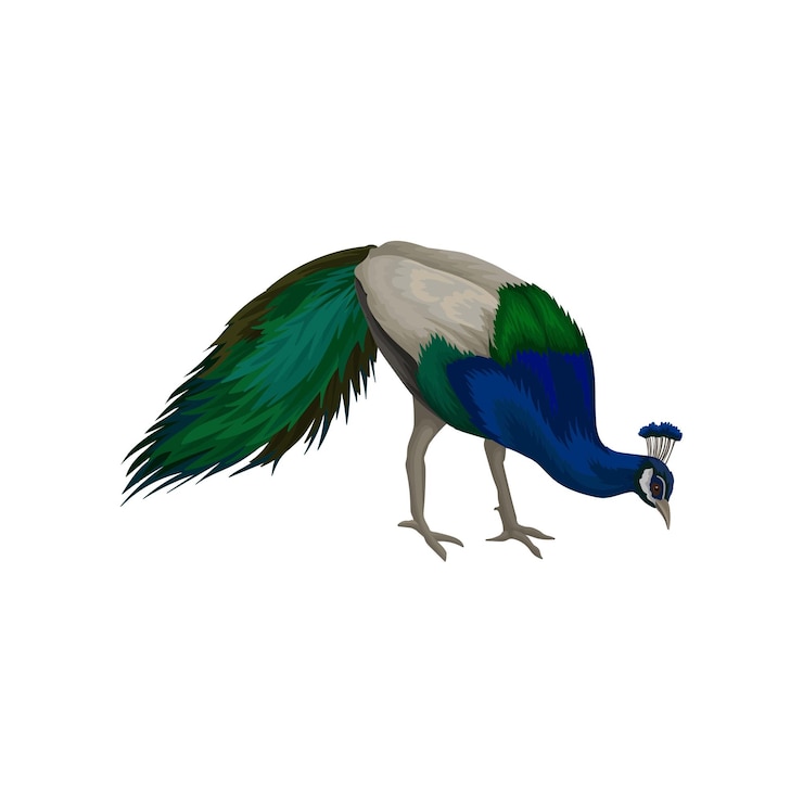 Vector prachtige pauw met blauwgrijze en groene veren wilde vogel met lange staart gedetailleerd plat vectorontwerp voor poster of banner