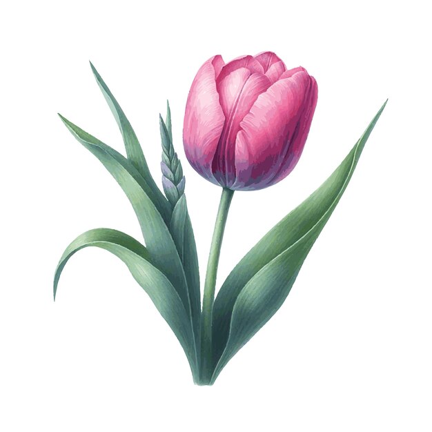 Vector prachtige roze tulp bloem waterverf verf voor kaart decor