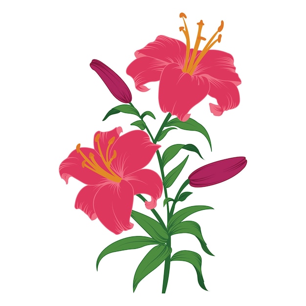 prairie lelie bloem bloemen vector illustratie grafische vector