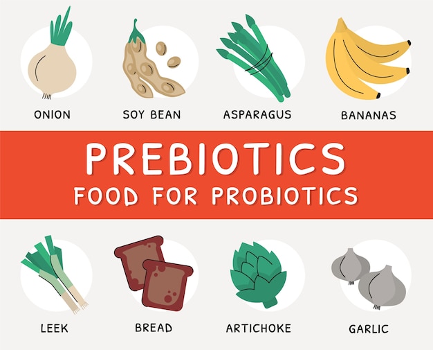 Prebiotische producten, bronnen van bacteriën