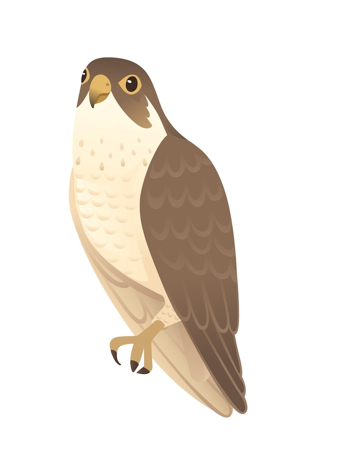 Vector predatory bird cute adult falcon cartoon animal design birds of prey character flat vector illustration isolated on white background