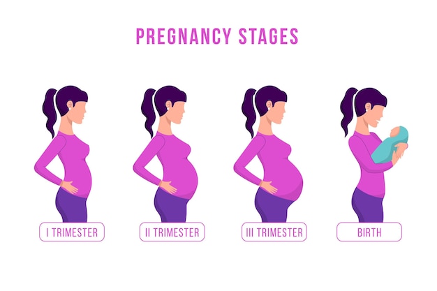 Vector pregnancy stages  illustrated