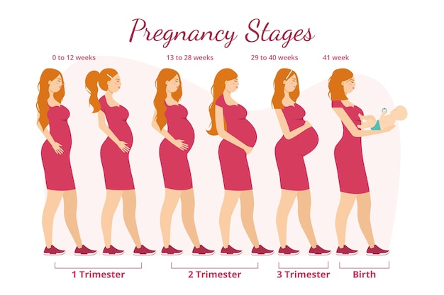 Pregnancy stages illustration concept