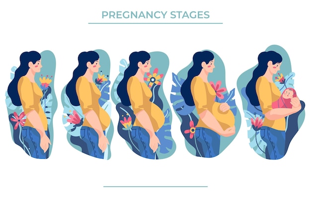 Vector pregnancy stages illustration concept