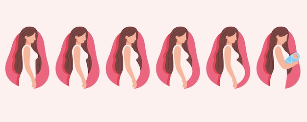 Pregnancy stages illustration concept