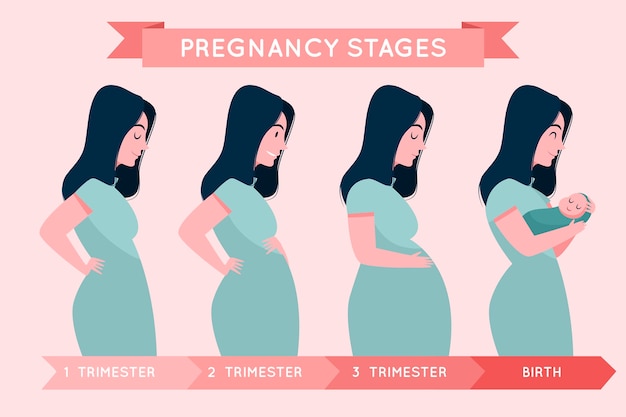 Pregnancy stages illustration