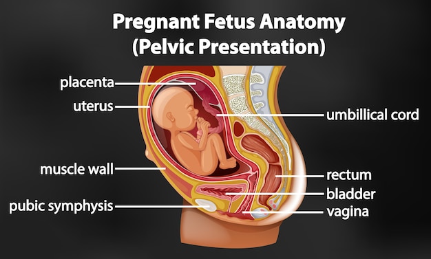 Vettore diagramma di anatomia del feto incinta