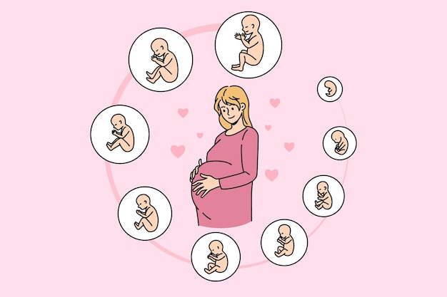 임산부는 미래의 출산을 위해 배를 만집니다. 임신 배아는 발달 단계입니다. 월별 아기 출산 단계. 불임, ivf, 모성 개념. 벡터 일러스트 레이 션.