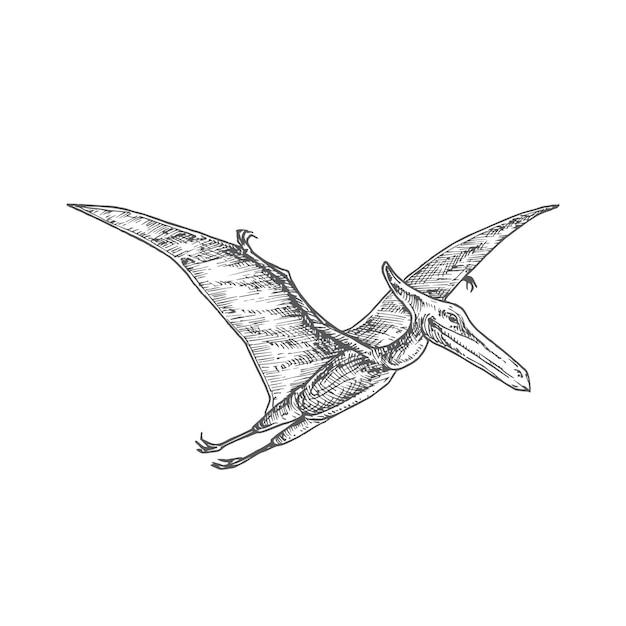 Premium Vector  Hand drawn vector sketch illustration of pterodactyl  flying dinosaur vector sketch