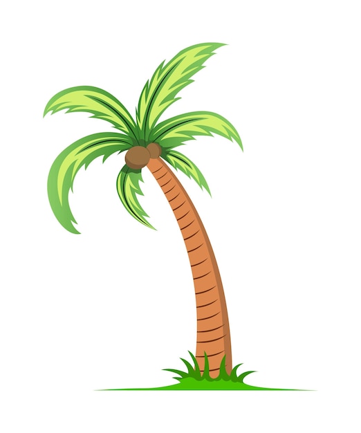 Vector premium coconut tree vector illustration