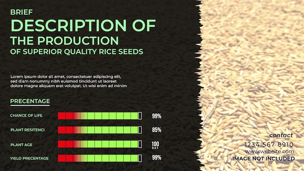 Vector presentatie korte uitleg over rijstzaailingen