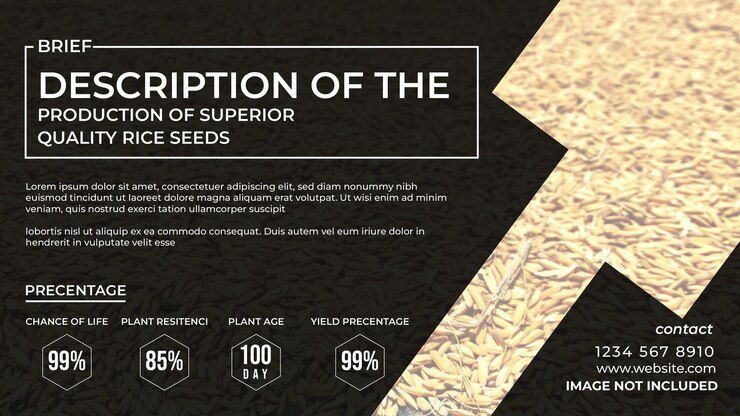 Vector presentation brief explanation about rice seedlings