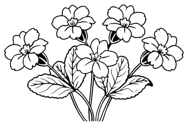 primrose line art
