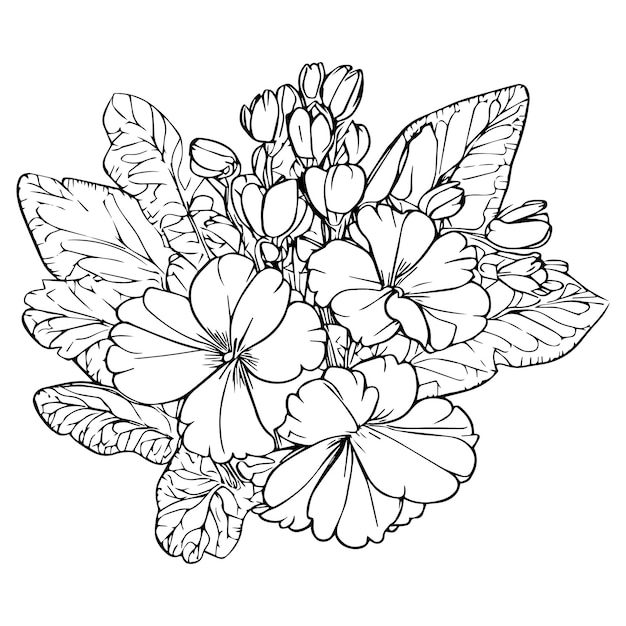 primrose line drawing wild primrose drawing violet primrose drawing February birth flower violet