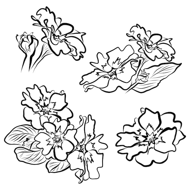 Primrose vector tekening bloemen boeket