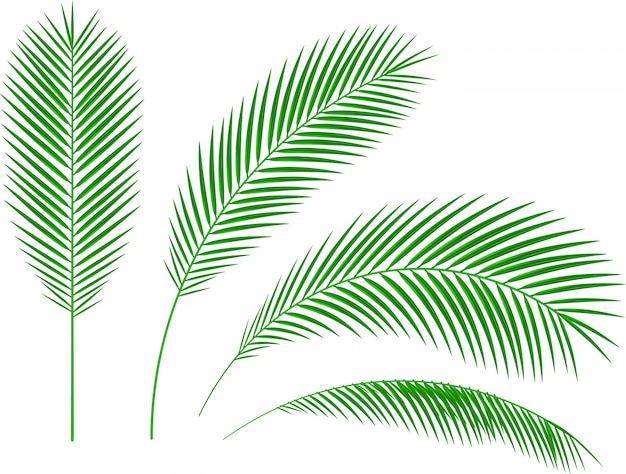 Print palm branches white background