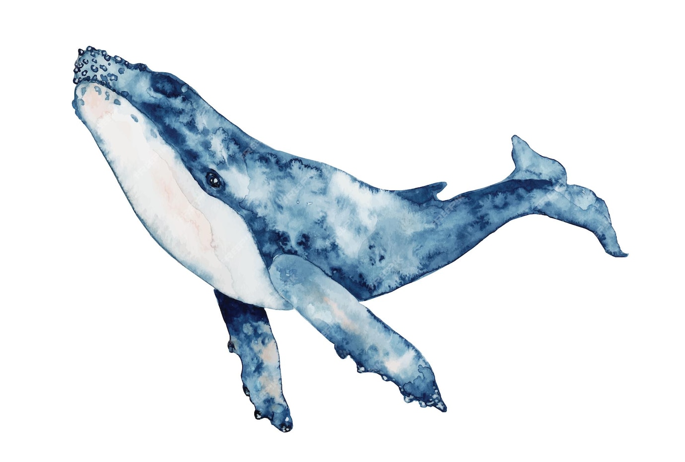 Картинки кит акварель на прозрачном фоне