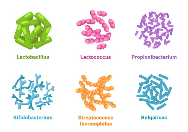 Probiotic set lactobacillus lactococcus propionibacterium bifidobacterium streptococcus