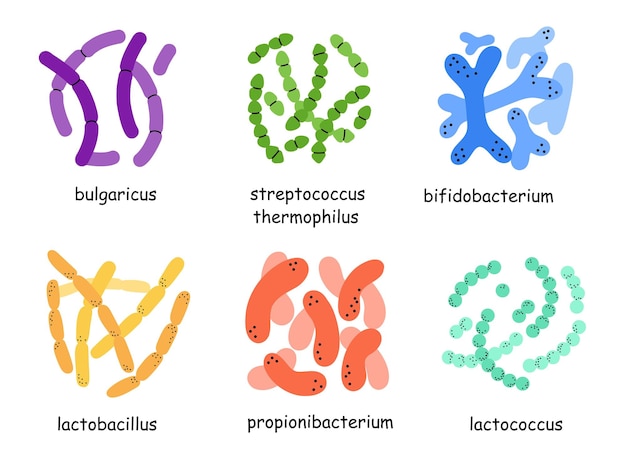 Vettore probiotici diversi microbiomi e microbiota colorati bifidobacterium e lactobacillus integrano elementi isolati vettore di salute gastrointestinale illustrazione isolata in stile piatto cartone animato