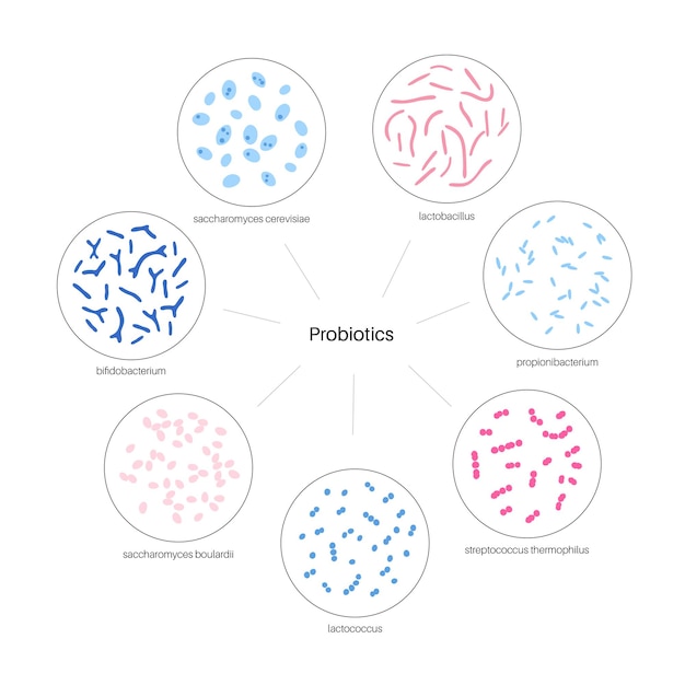 Вектор Пробиотики. самые распространенные болезнетворные и полезные бактерии. векторная иллюстрация микробиоты кишечника человека