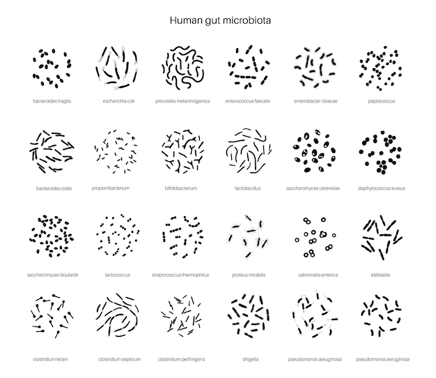 Пробиотики. самые распространенные болезнетворные и полезные бактерии. векторная иллюстрация микробиоты кишечника человека
