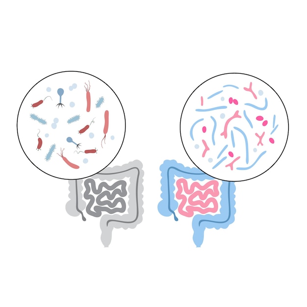 Probiotici. i batteri patogeni e benefici più comuni. illustrazione vettoriale di microbiota intestinale umano