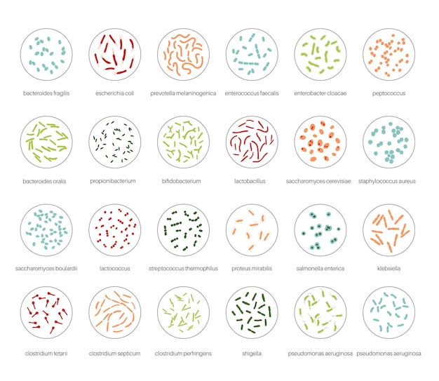 Vector probiotics. most common pathogenic and beneficial bacteria. human gut microbiota vector illustration