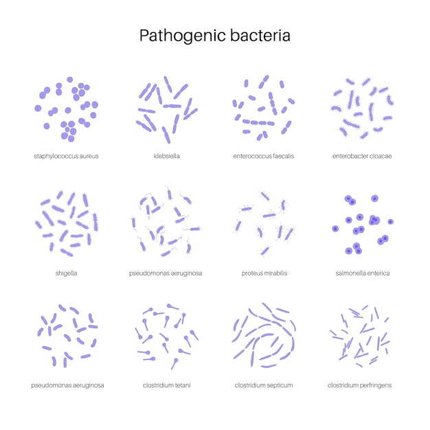Probiotici. i batteri patogeni e benefici più comuni. illustrazione vettoriale di microbiota intestinale umano