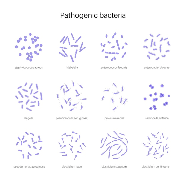 Probiotics. most common pathogenic and beneficial bacteria. human gut microbiota vector illustration