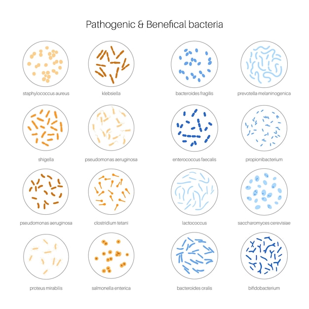 Vettore probiotici. i batteri patogeni e benefici più comuni. illustrazione vettoriale di microbiota intestinale umano