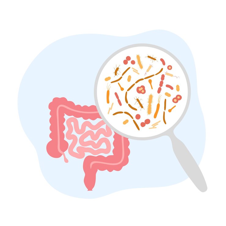 Probiotics. Most common pathogenic and beneficial bacteria. Human gut microbiota vector illustration