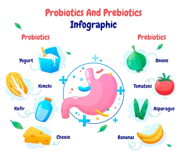 Vector probiotics and prebiotics infographic design