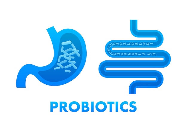 Probiotics Probiotics는 장내 미생물 생물학 벡터 재고 일러스트레이션을 검사합니다.