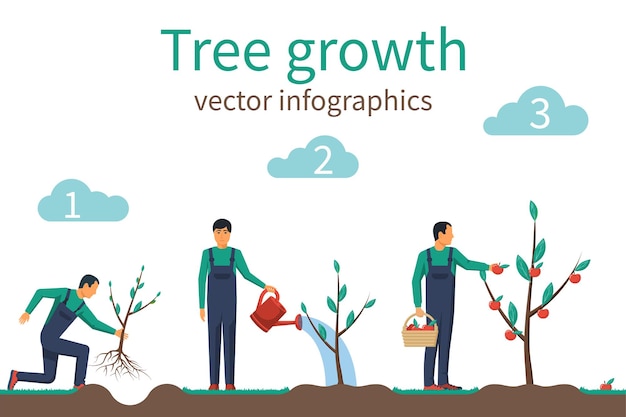 Процесс роста дерева от посадки до созревания плодов. инфографическое дерево роста временной шкалы. концепция садоводства. стадия роста от саженца до яблони. векторная иллюстрация плоская. развитие выращивания