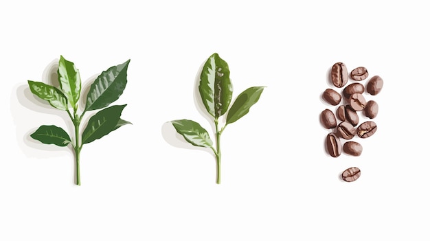 professional vertical footage of coffee stages beans roasting brewing highquality imagery
