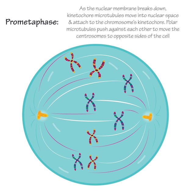 Vector prometafase